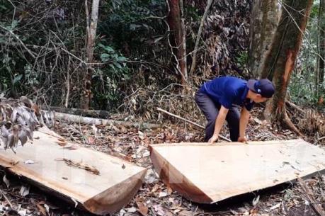 Vụ gỗ đè chết người tại Đăk Tô: Xác minh nguồn gốc số gỗ được vận chuyển