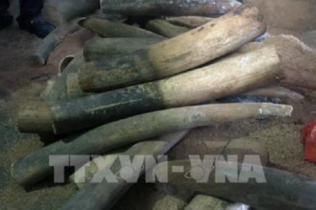 Truy tố nguyên cán bộ hải quan “rút ruột” ngà voi, sừng tê giác từ kho tang vật
