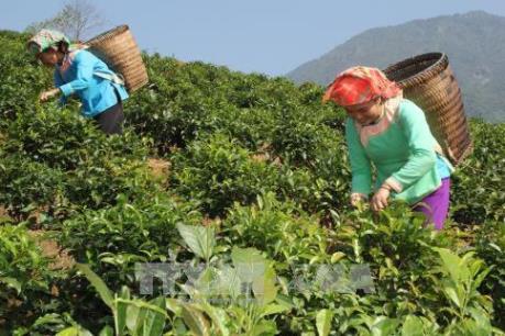 Lai Châu hình thành các vùng chuyên canh gắn với ứng dụng khoa học