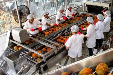 DOVECO kỳ vọng kim ngạch xuất khẩu rau củ quả tăng 20%