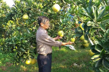 Phát triển cây bưởi ở vùng đất bãi ven sông Hồng