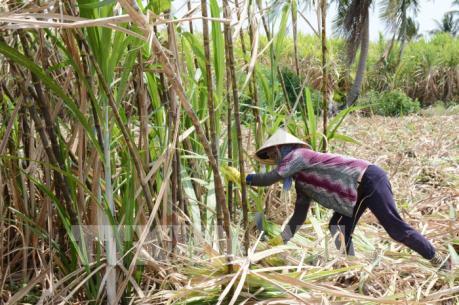 Khó khăn vùng mía Trà Vinh - Bài 1: Trắng tay vì thu hoạch muộn