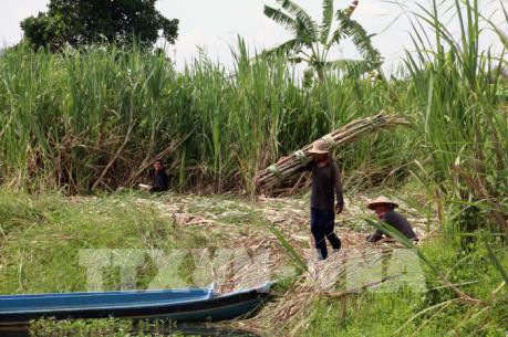 Khó khăn vùng mía Trà Vinh - Bài 2: Thêm khổ vì nhà máy nợ tiền
