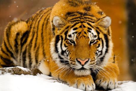 Thú dữ xổng chuồng ở Đức