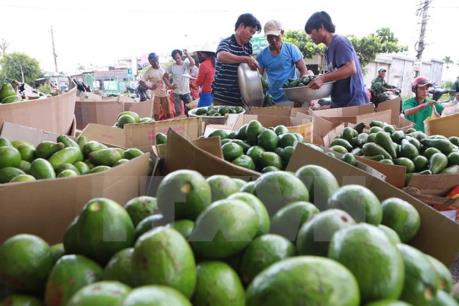Đẩy mạnh tiêu thụ nông sản: Cầu nối vươn tới "chợ" toàn cầu