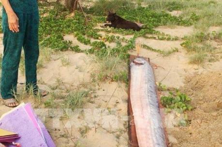 Ngư dân Quảng Bình liên tiếp phát hiện cá hố rồng chết dạt vào bờ biển