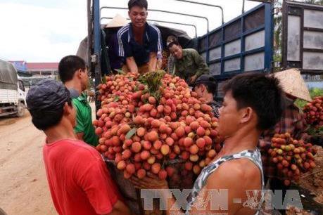 Mỗi ngày có khoảng 1.200 tấn vải thiều Bắc Giang được tiêu thụ
