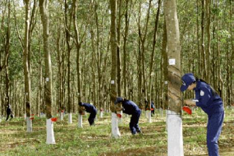 Cao su Phước Hòa phát hành thêm hơn 54 triệu cp