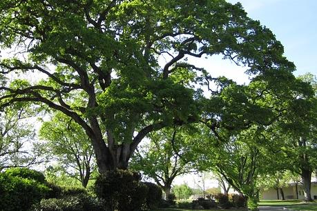 Cấp phép vận chuyển 3 cây cổ thụ trước 15/6 