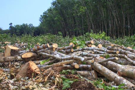 Phó Thủ tướng yêu cầu xử lý nghiêm vụ phá rừng ở Bắc Kạn