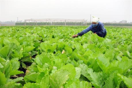 Hưởng ứng sản xuất nông sản thực phẩm an toàn vì sức khỏe cộng đồng