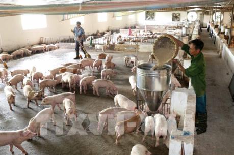 Khuyến cáo người chăn nuôi thận trọng khi tái đàn lợn