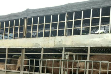 Lạng Sơn liên tiếp bắt giữ lợn thịt nhập lậu qua địa bàn