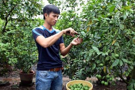 “Vua” chanh tứ quý trên vùng đất nhãn