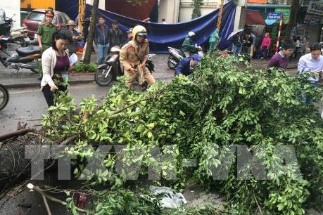 Giông lốc tại TP.HCM khiến nhiều cây xanh bị ngã đổ