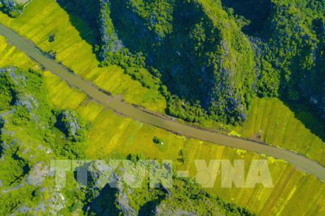 Ngắm cánh đồng lúa chín vàng từ đỉnh Hang Múa