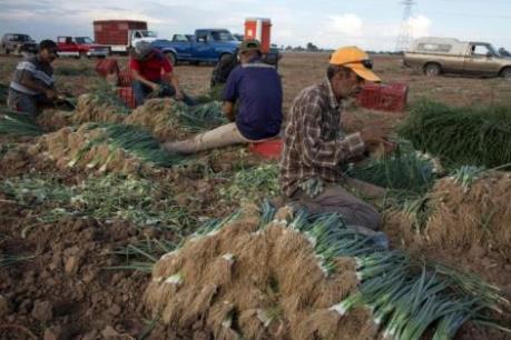 Ngành nông nghiệp Mỹ “lao đao” vì vấn đề tranh chấp thương mại