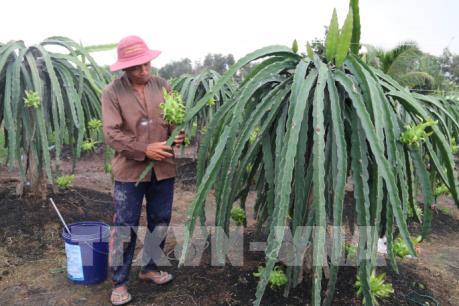Đẩy mạnh tiêu thụ nông sản: Tiền Giang với triển vọng xuất khẩu trái cây
