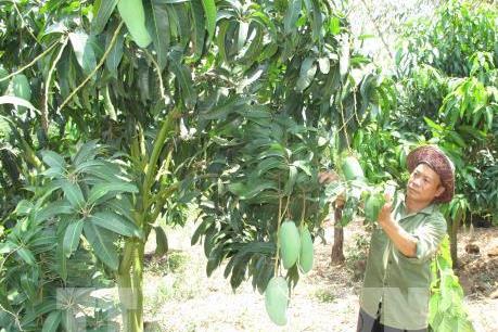 Xây dựng thương hiệu cho xoài Yên Châu