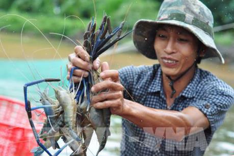Cà Mau phát triển mô hình nuôi tôm càng xanh