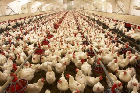 Trung Quốc áp dụng biện pháp chống bán phá giá đối thịt gà Brazil