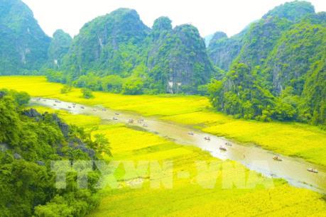 Ngắm mùa vàng Tam Cốc bên bờ sông Ngô Đồng đẹp nao lòng
