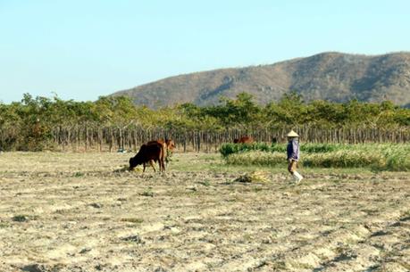 Ruộng vẫn "khát nước" dù đã có kênh thủy lợi