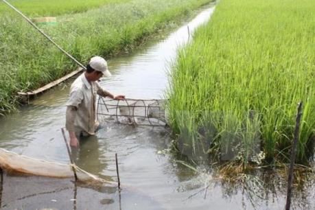 Mô hình luân canh lúa-tôm giúp nông dân vượt khó