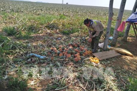 Dứa ở Thanh Hóa vẫn khó tiêu thụ dù giá giảm