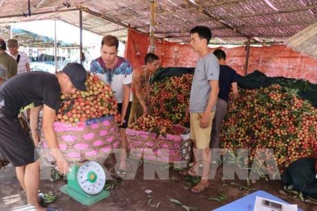 Hải  Dương xuất khẩu khoảng 9.500 tấn vải quả