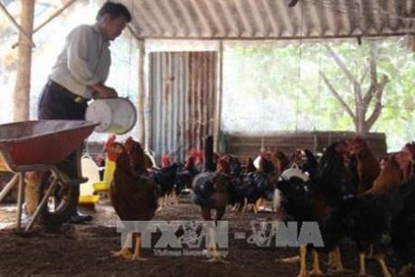 Gà Hồ đem lại thu nhập ổn định cho người chăn nuôi