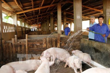 Kinh nghiệm chăn nuôi từ các doanh nghiệp FDI