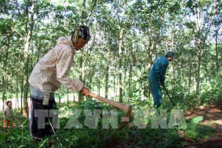 Làm thế nào để ngành cao su Việt Nam tận dụng tốt các cơ hội thị trường?