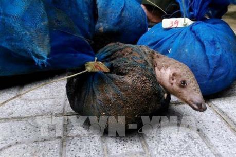 Bắt giữ một xe tải vận chuyển gần 340 kg tê tê