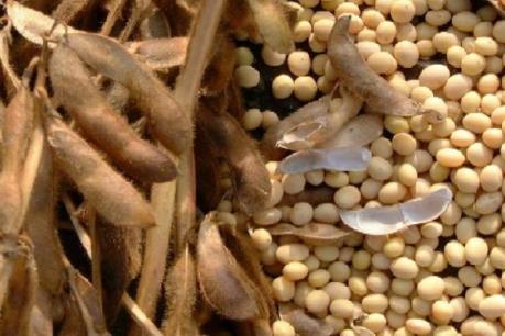Nông sản Mỹ mất giá do lo ngại cuộc chiến thương mại với Trung Quốc