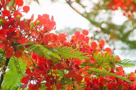 Cập nhật mới nhất về vụ cây phượng đổ vào người đi đường