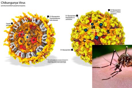 Hàn Quốc phát hiện trường hợp nghi nhiễm sốt Chikungunya sau khi trở về từ Malaysia
