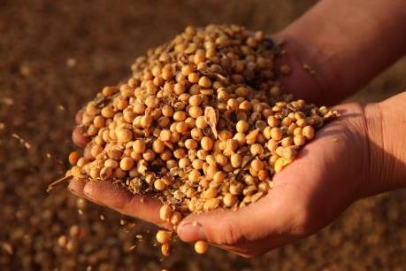 Giá đậu tương rơi xuống mức “đáy” vì căng thẳng thương mại Mỹ - Trung