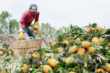 Loay hoay tìm đầu ra cho nông sản thế mạnh