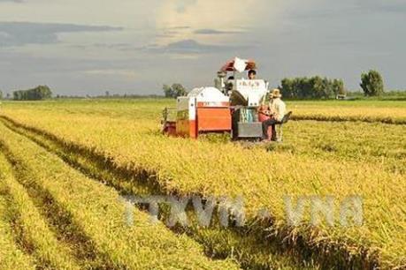 Thay đổi tư duy trong sản xuất nông nghiệp - Bài cuối:  Tìm một chiến lược dài hạn