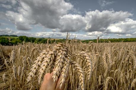 Hàn Quốc, Nhật Bản tạm ngừng nhập khẩu lúa mì của Canada