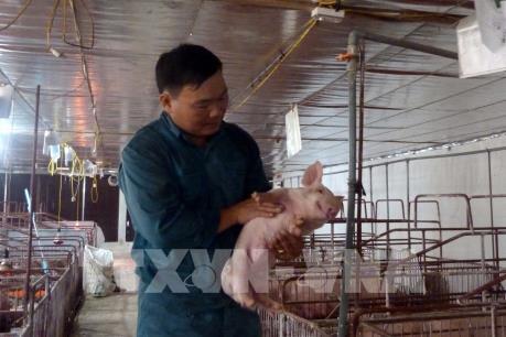 Nuôi lợn VietGAP mang lại hiệu quả kinh tế cao