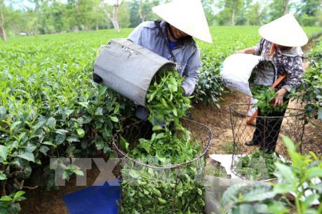 Việt Nam chia sẻ kinh nghiệm về phát triển Nông nghiệp Xanh tại Diễn đàn ECOSOC