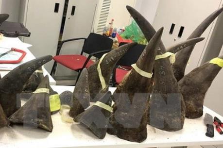 “Trùm” buôn lậu sừng tê giác Nguyễn Mậu Chiến có nguy cơ đối mặt với bản án cao hơn