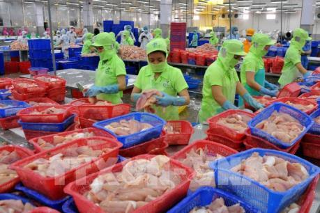 Hồi phục ngành cá tra - Bài 1: Trở lại thời kỳ “hưng thịnh”