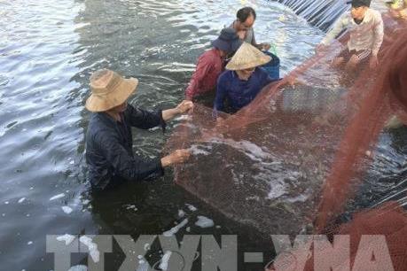 Giá tôm xuống thấp nhất trong vòng 5 năm qua