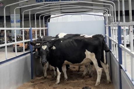 Vinamilk nhập lô bò A2 thuần chủng đầu tiên từ New Zealand