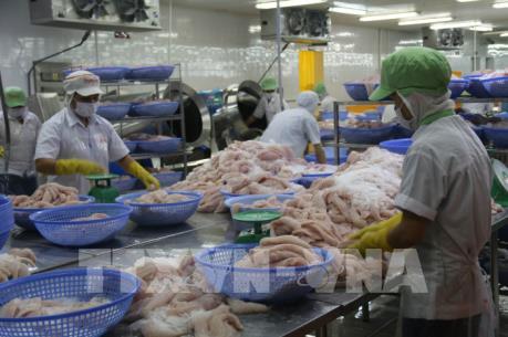 Giá cá tra nguyên liệu tại Cần Thơ giảm mạnh