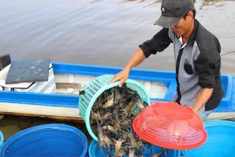 Doanh nghiệp và hộ nuôi tôm liên kết ứng dụng công nghệ cao