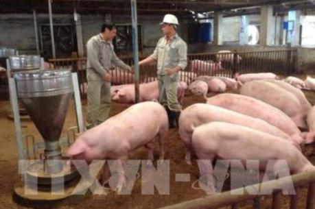 Hiệu quả từ mô hình chăn nuôi lợn bằng chế phẩm sinh học